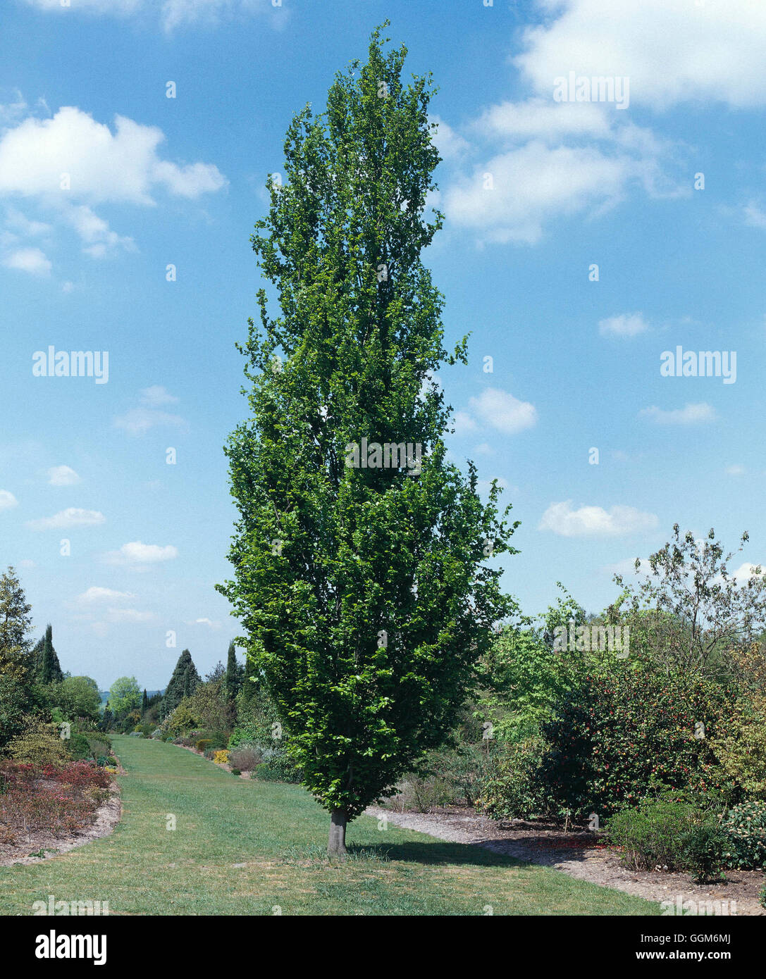 Fagus sylvatica - `Dawyck'   TRS004441 Stock Photo